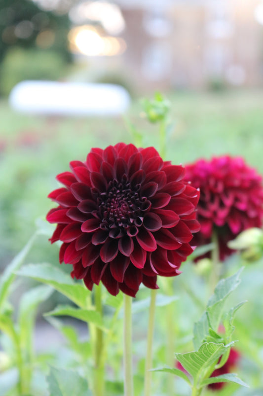 RC- Dahlia 'Black Satin'