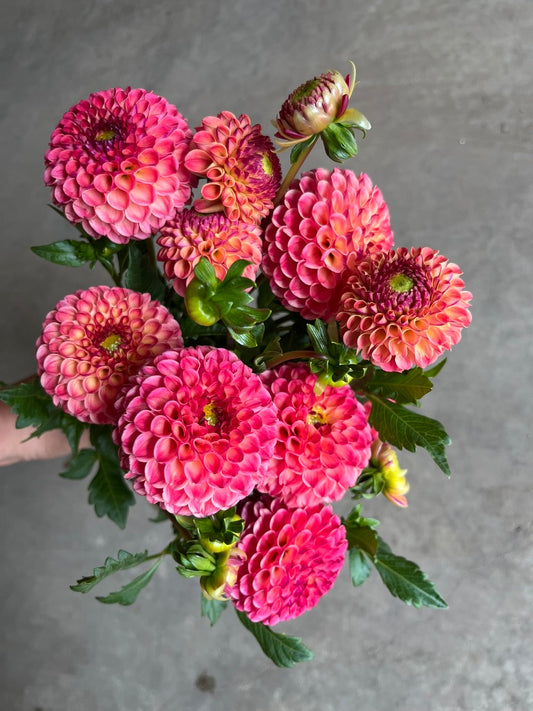 URC Bulk - Dahlia 'Rosemary Dawn' (50 ct)