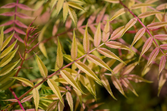 Quart - Sorbaria sorbifolia