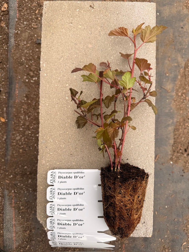 Physocarpus opulifolius 'Diable D'Or'
