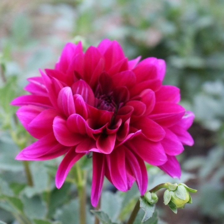 Dahlia Tuber 'Le Baron'