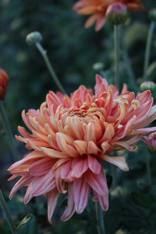 RC- Heirloom Chrysanthemum 'Fall Affair'