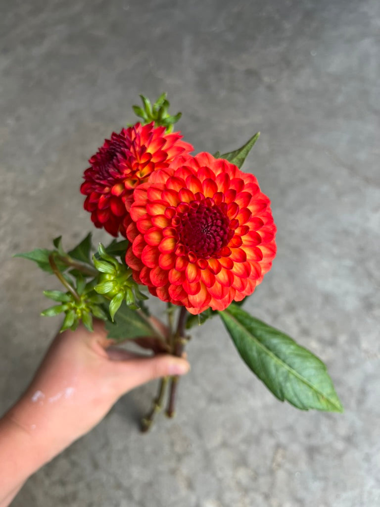URC 'Mardi Gras' Dahlia 10 Cuttings