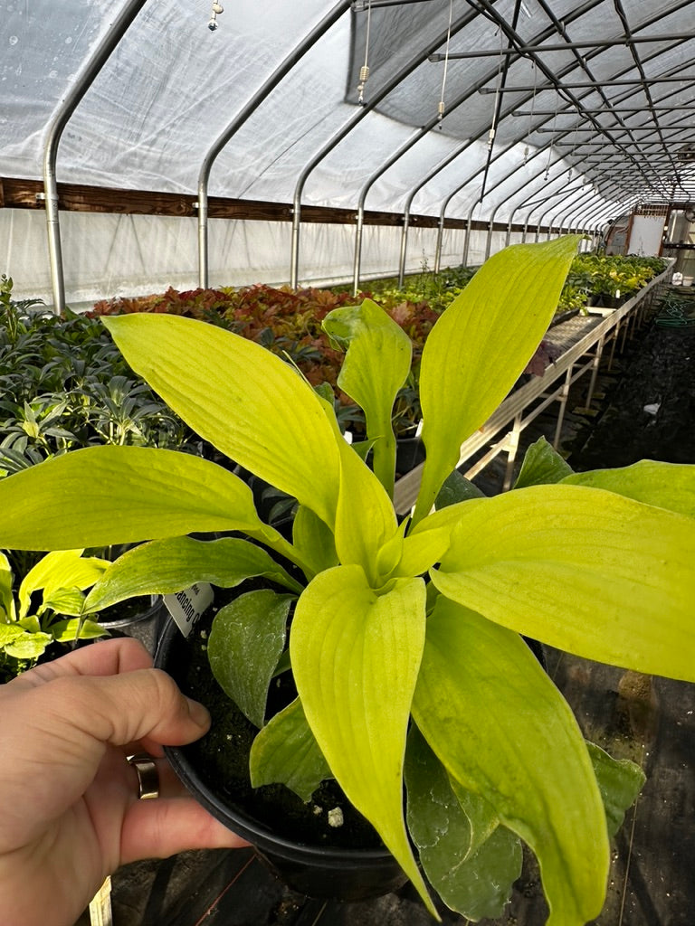 Hosta 'Dancing Queen' 3 Plants