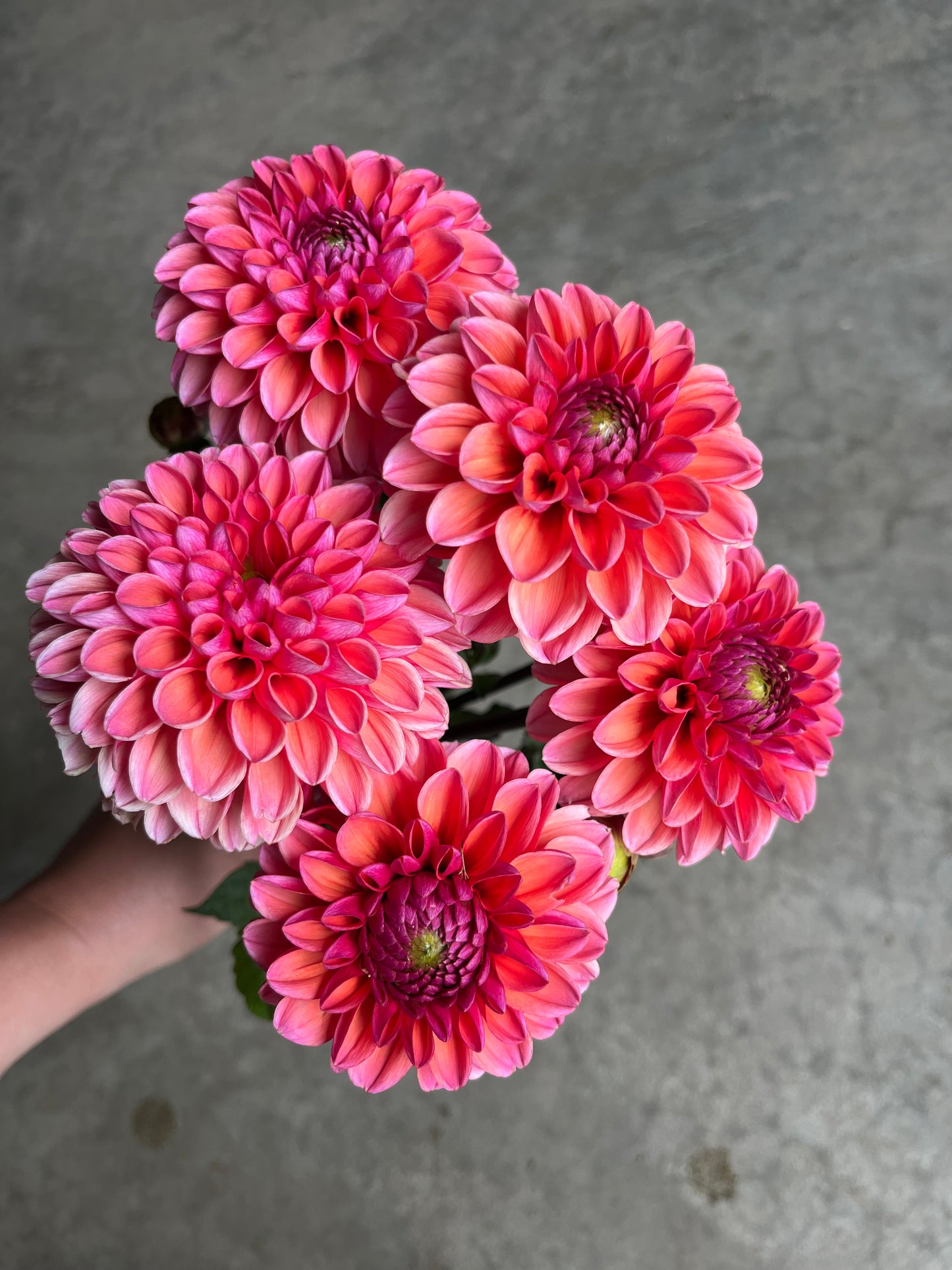 RC- Dahlia 'Daisy Duke'  (4 pack)