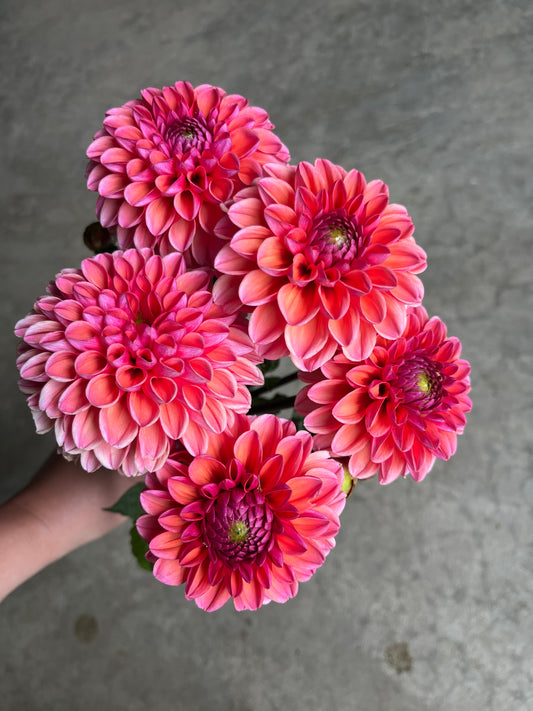 RC- Dahlia 'Daisy Duke'  (4 pack)