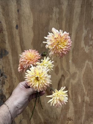 RC- Heirloom Chrysanthemum 'Whipporwill'