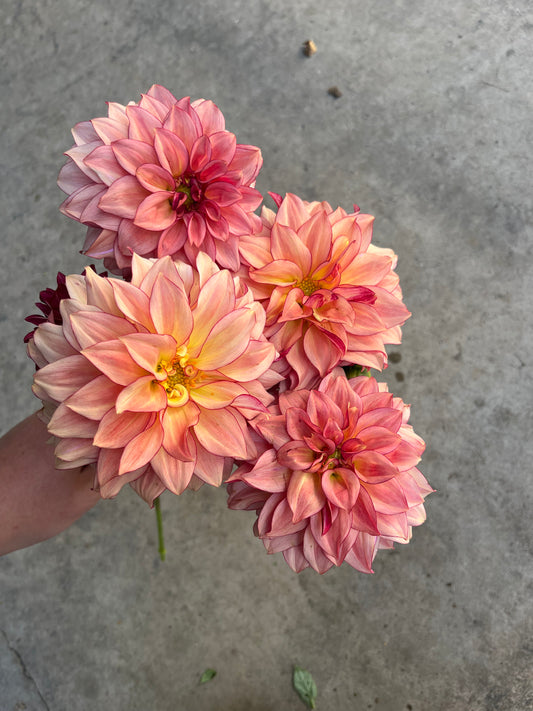 RC- Dahlia 'Mocha Katie' (1 plant)