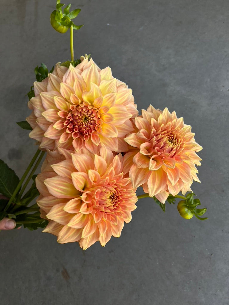 RC- Dahlia 'Bracken Sarah' (4 pack)