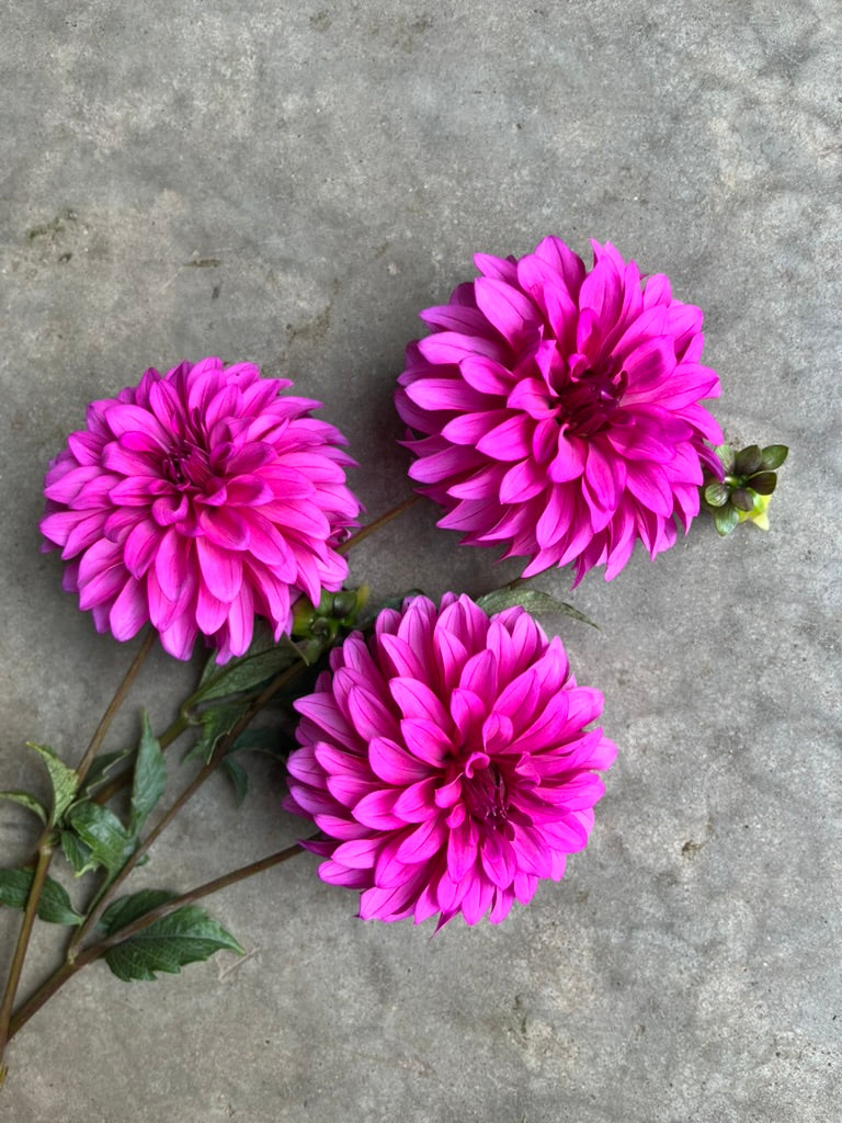 RC- Dahlia 'Bloomquist Pinwheel'  (1 plant)