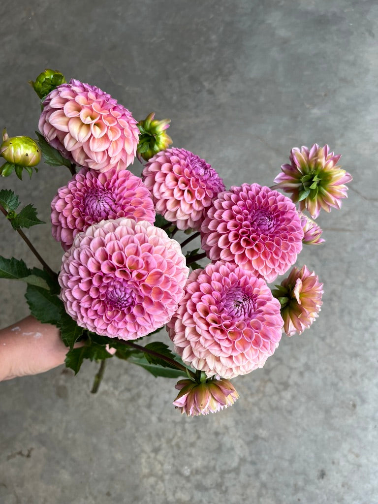 RC- Dahlia 'Bracken Rose' (4 pack)