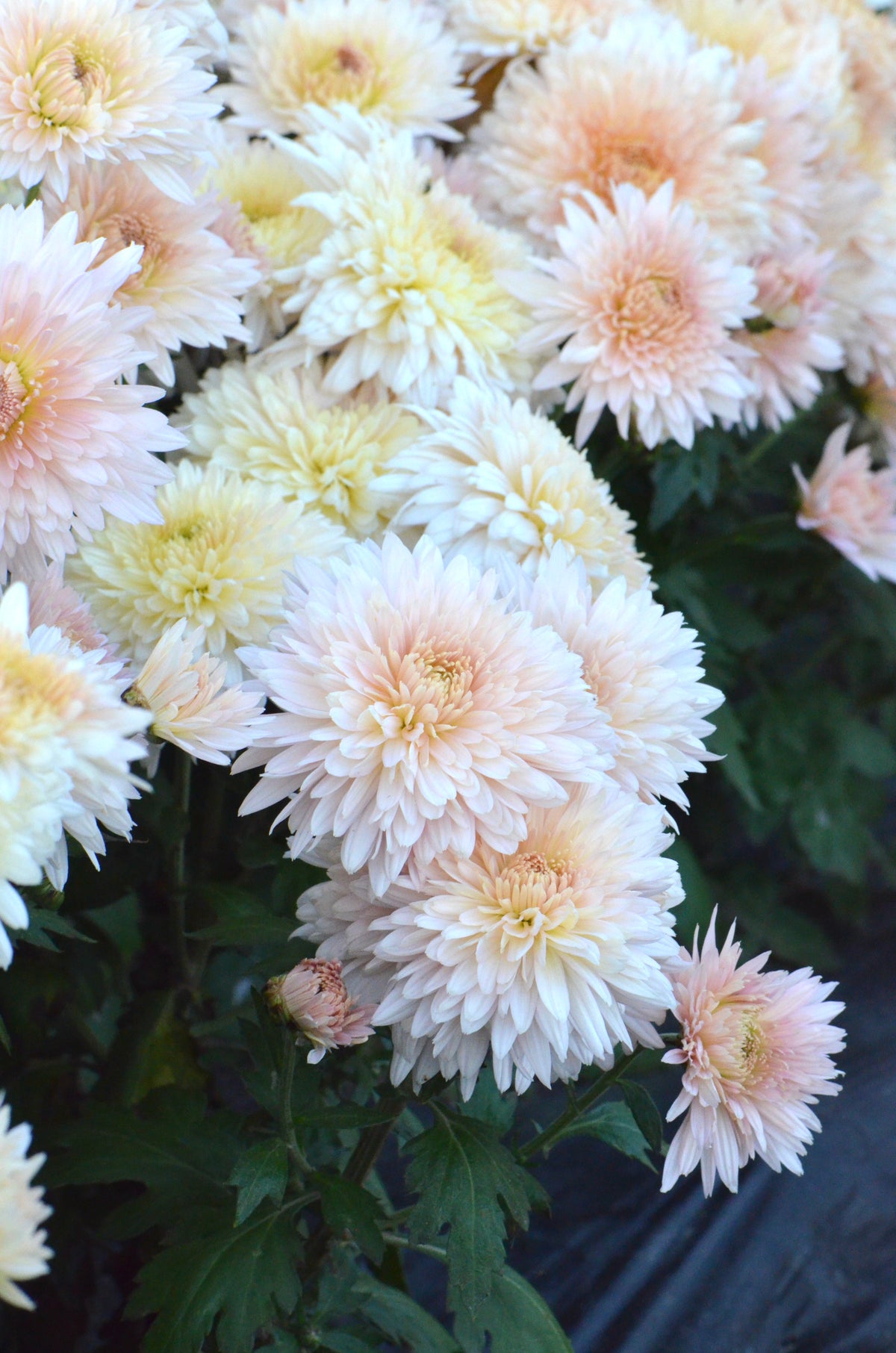RC- Chrysanthemum 'Chiffon' (4 pack)