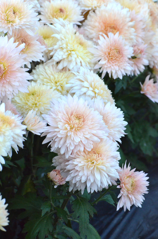 RC- Chrysanthemum 'Chiffon' (4 pack)