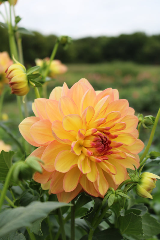 RC- Dahlia 'Ace Summer Sunset'