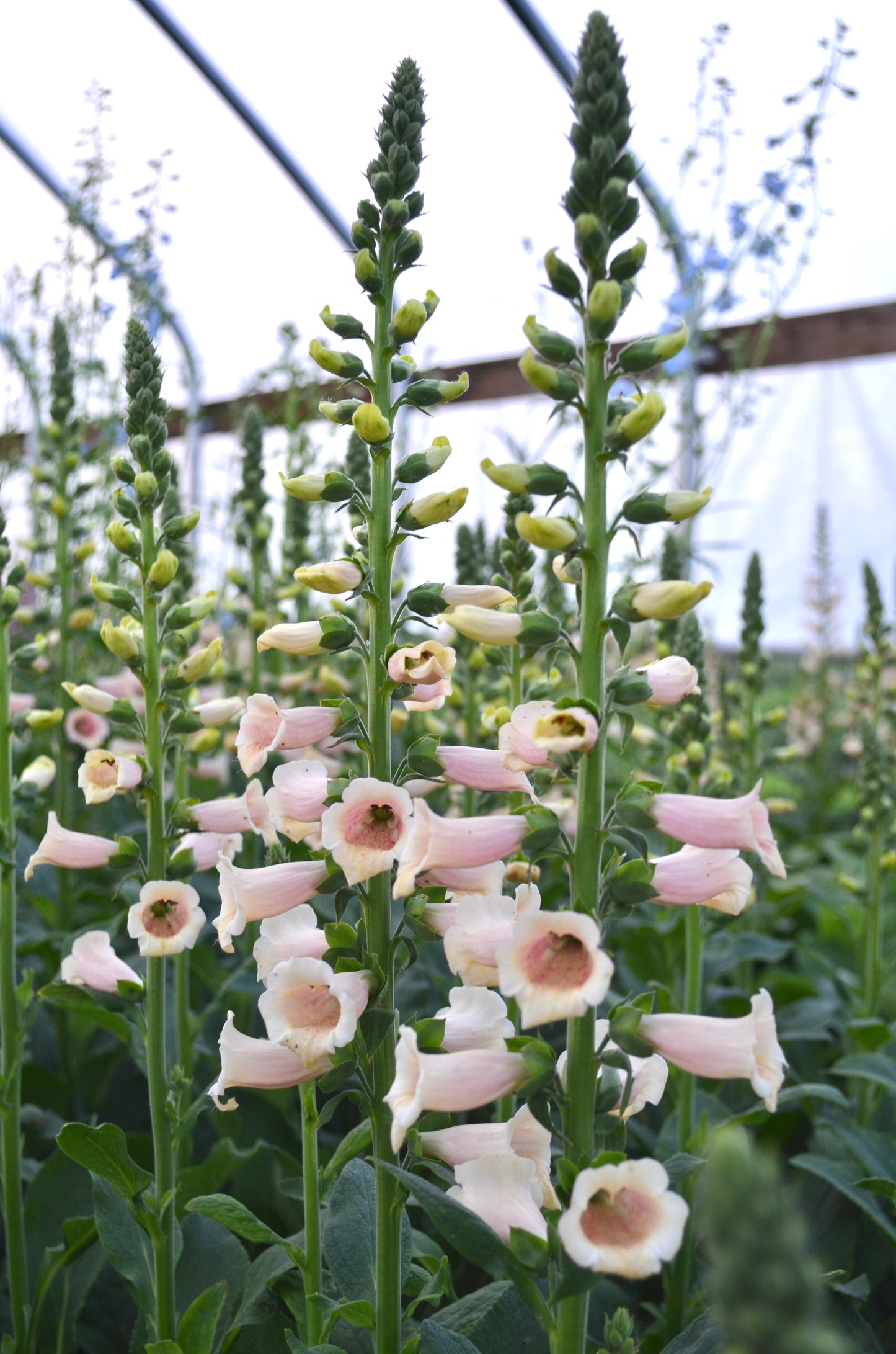 Digitalis 'Dalmation Peach'
