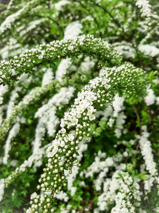 Quart - Spiraea nipponica 'Snowmound'