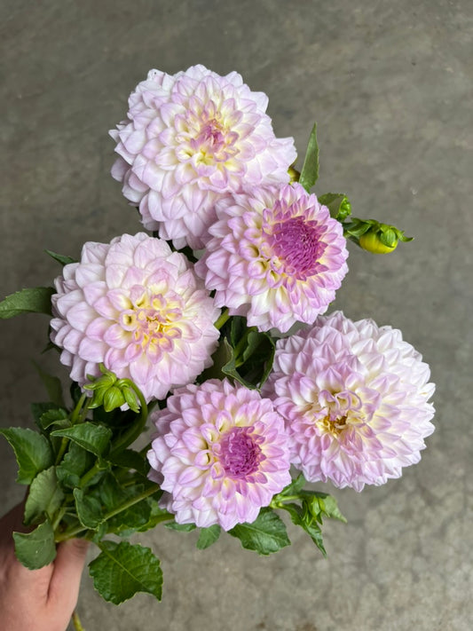 URC 'Bistro' Dahlia 10 Cuttings
