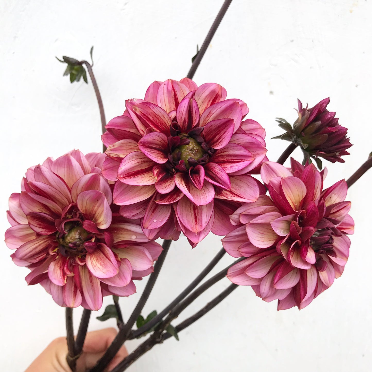 RC- Dahlia 'Seniors Hope'  (4 pack)