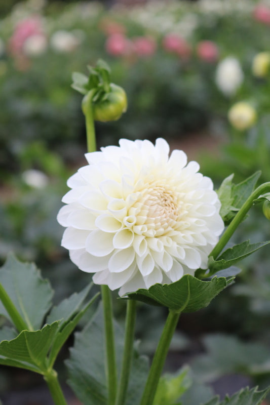 Bulk Dahlia Tuber 'Boom Boom White'