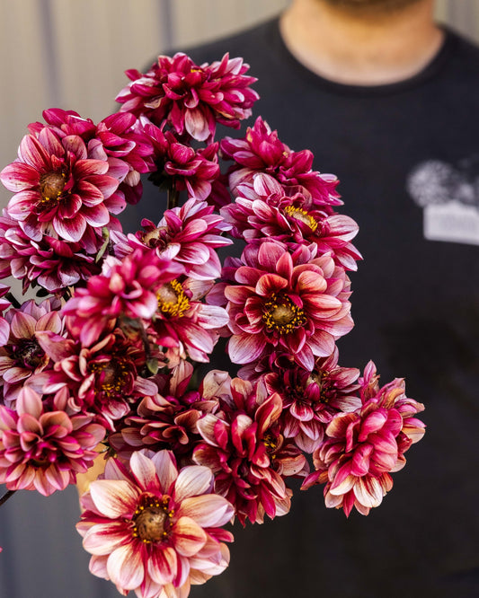 URC 'Seniors Hope' Dahlia 10 Cuttings