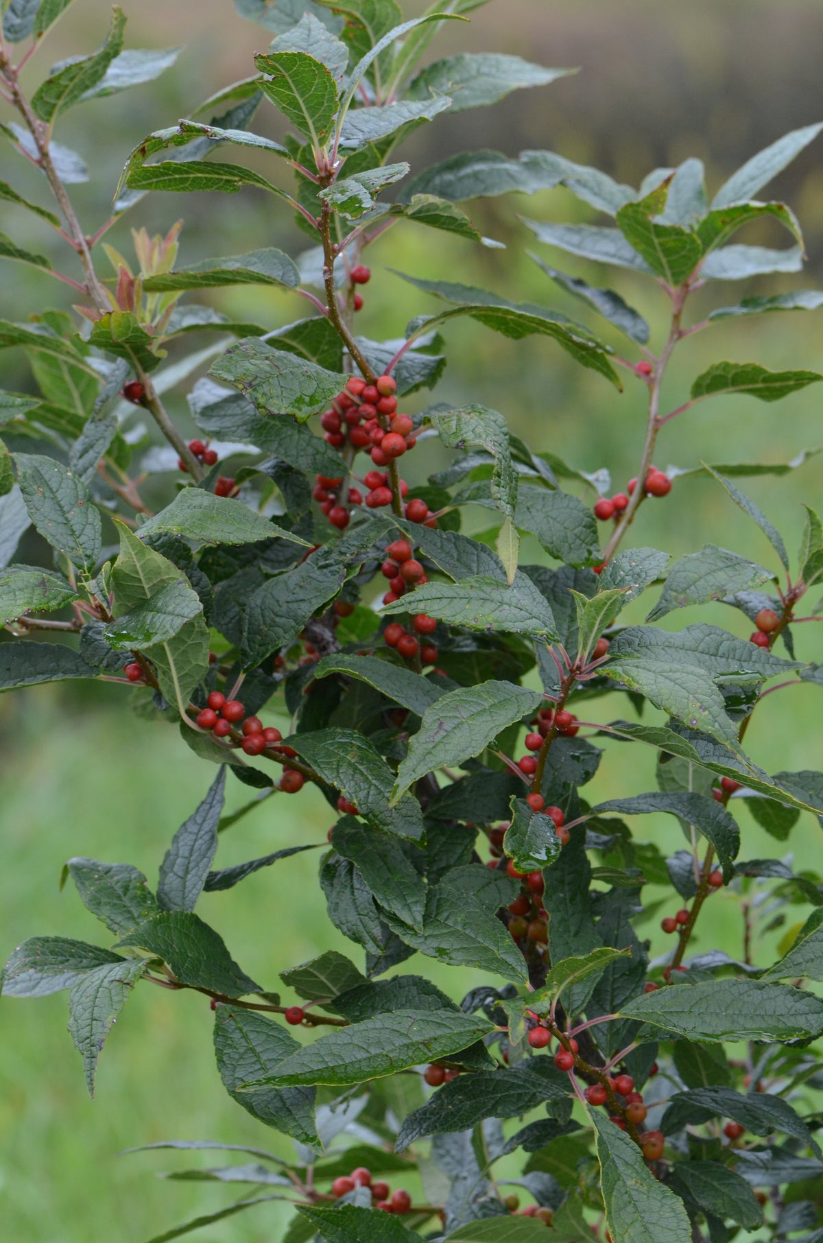 Bare Root - Ilex verticillata 'Winter Red' (10 ct)
