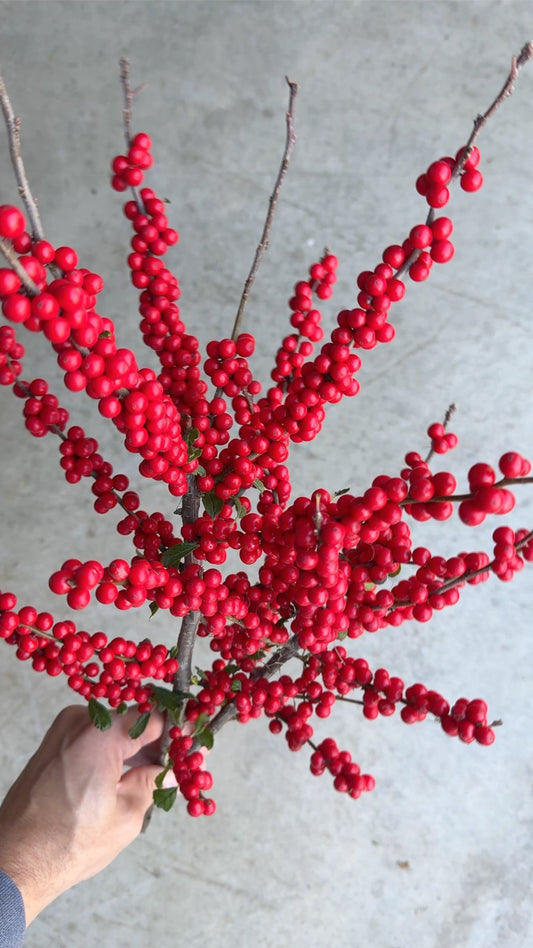 Bare Root - Ilex verticillata 'Winter Red' (10 ct)