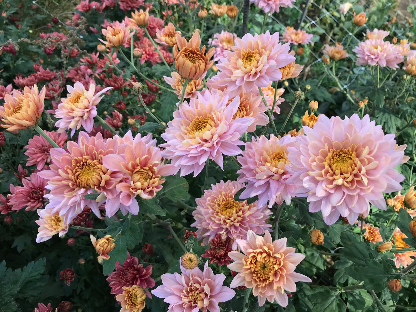 RC- Chrysanthemum 'Annie Girl' (4 pack)