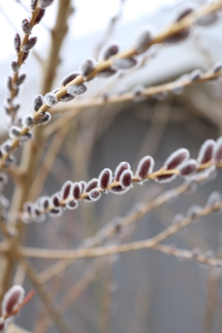 Pussywillow 'Heirloom Purple'