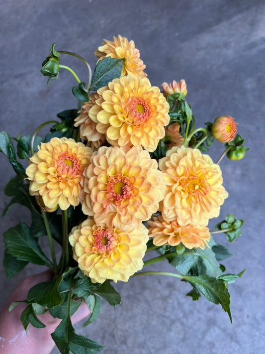 RC- Dahlia 'Golden Scepter'  (4 pack)