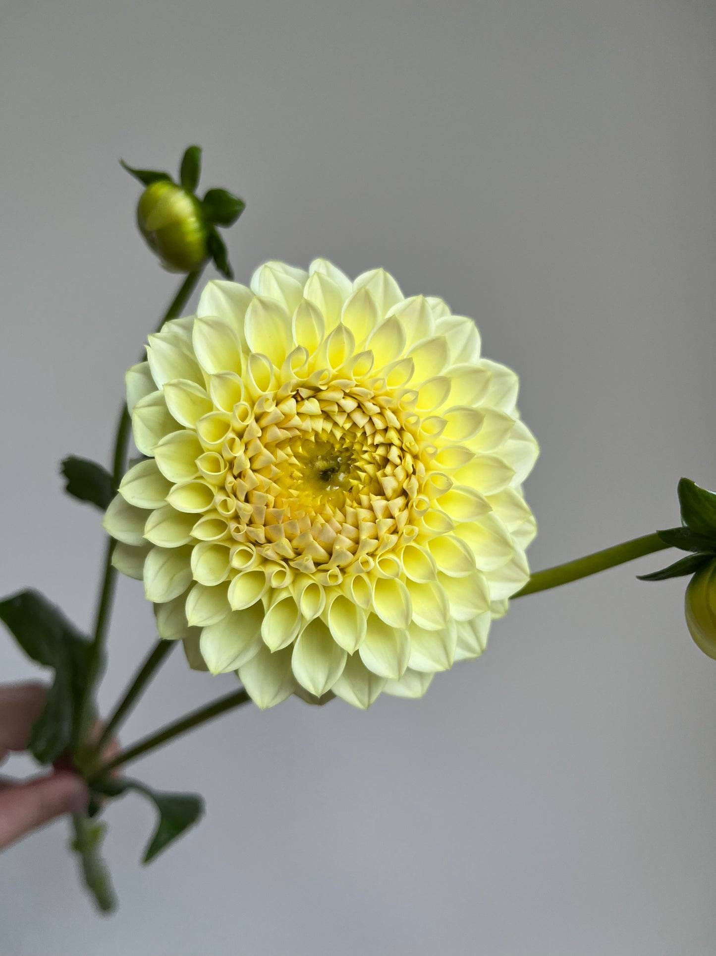 RC- Dahlia 'MM Buttercream'  (4 pack)