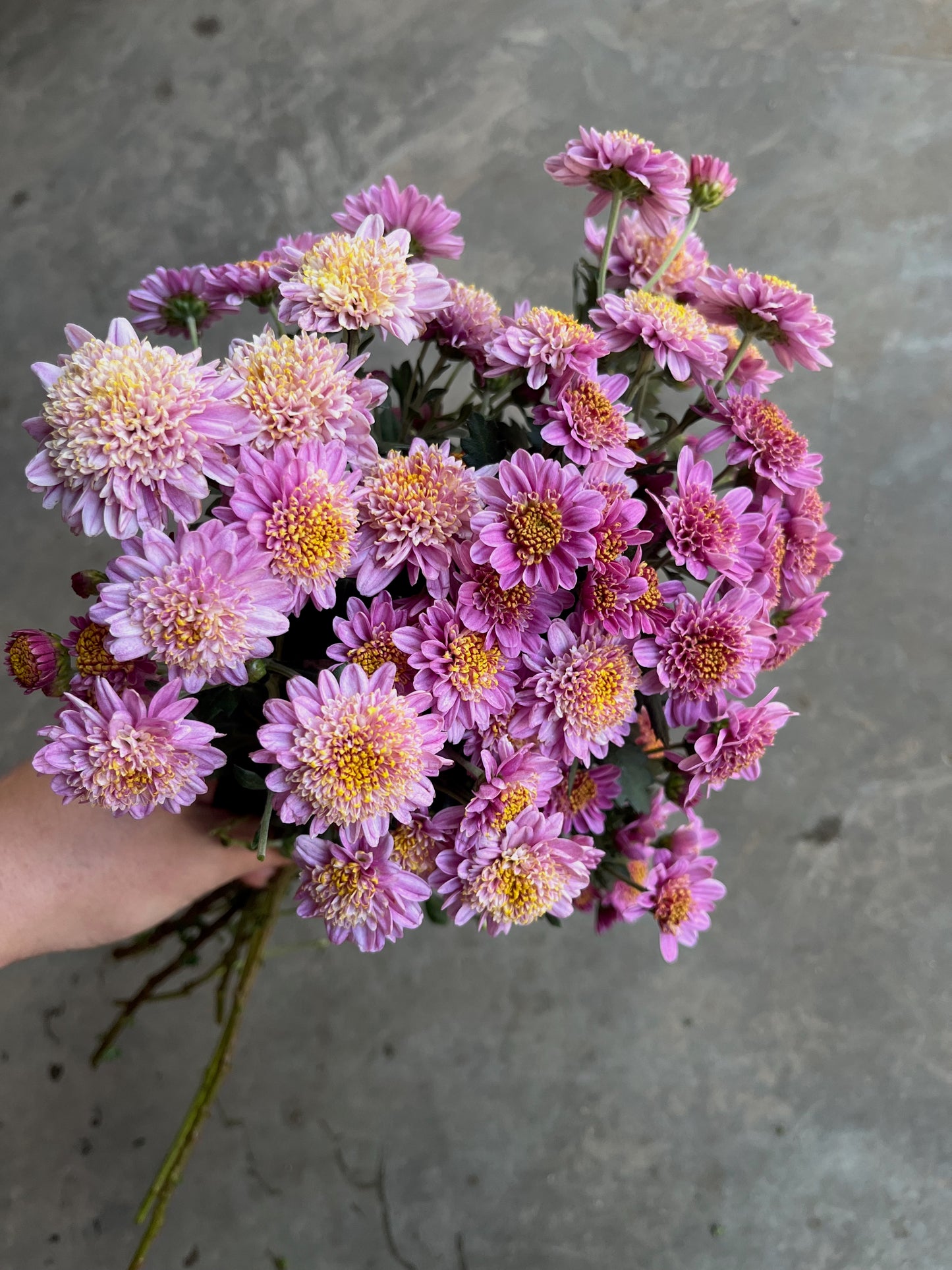 RC- Chrysanthemum 'Peter Magnus' (4 pack)