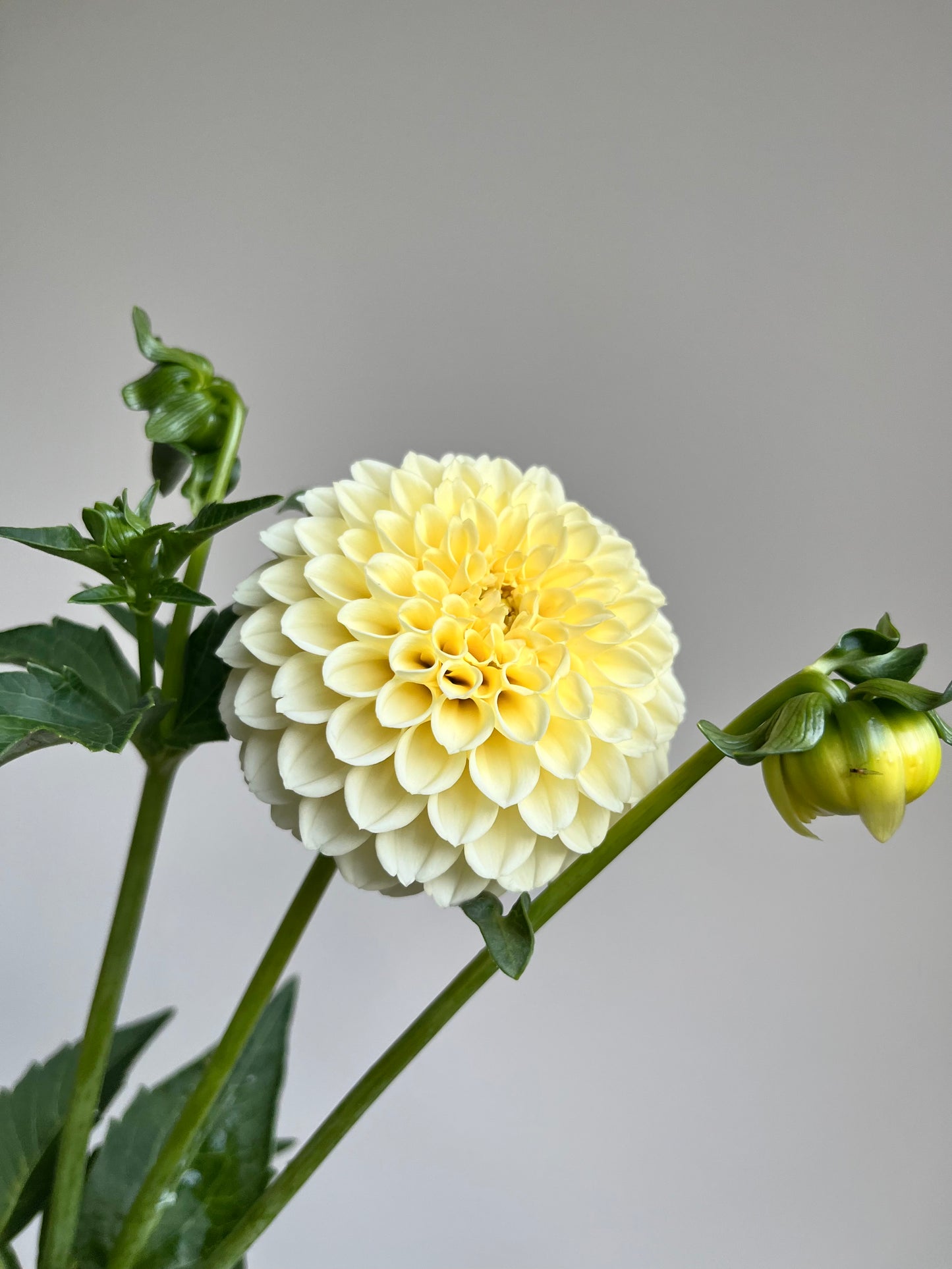 RC- Dahlia 'Creamy'  (4 pack)