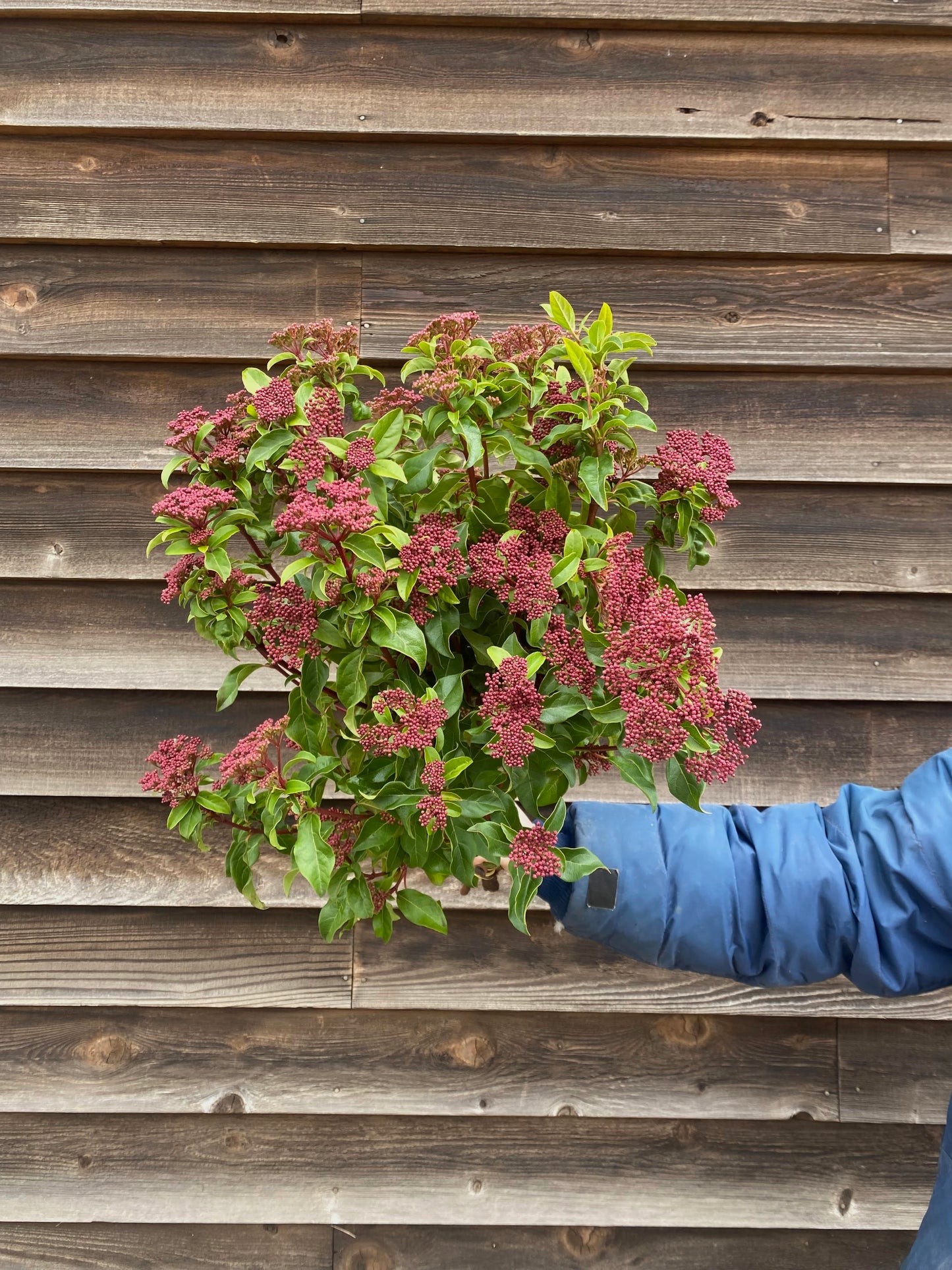 Quart Shrub - Viburnum tinus 'Spring Bouquet'