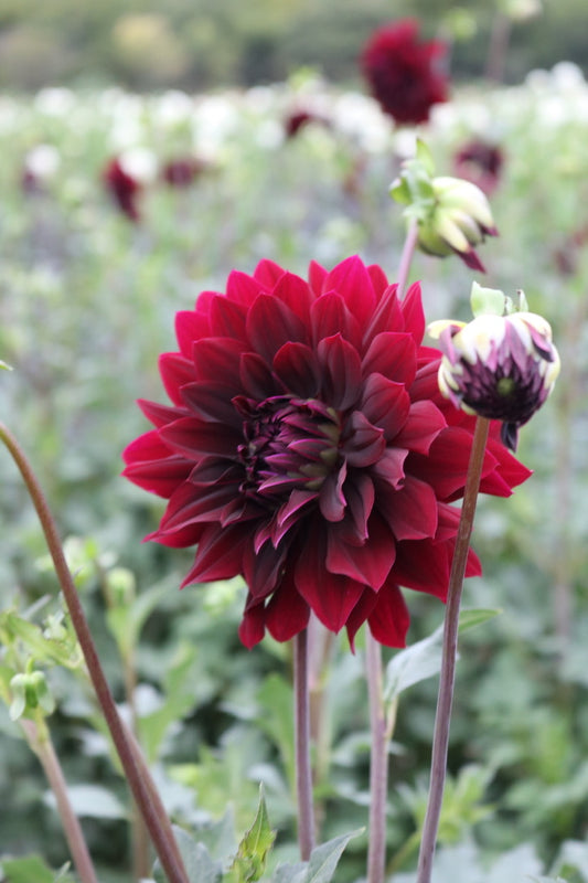 Bulk Dahlia Tuber 'Rip City'