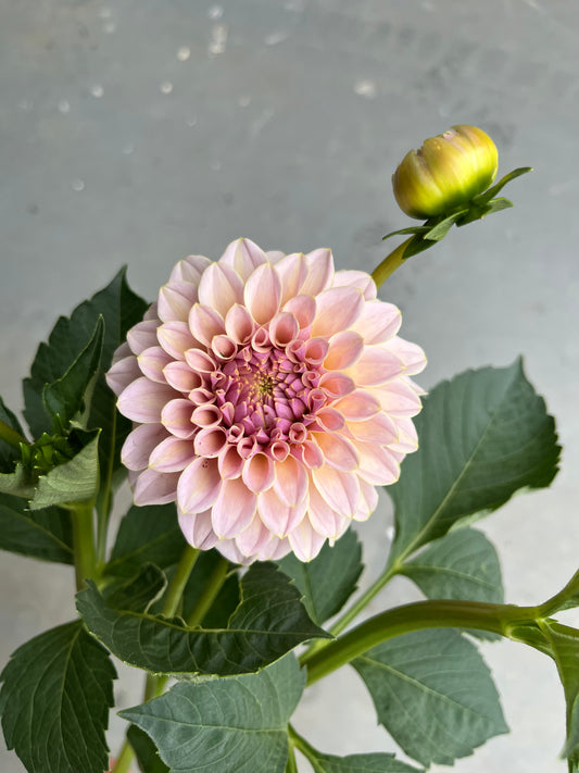 RC- Dahlia 'Cinder Rose' (1 plant)