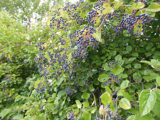 Quart - Viburnum dentatum 'Northern Burgundy'