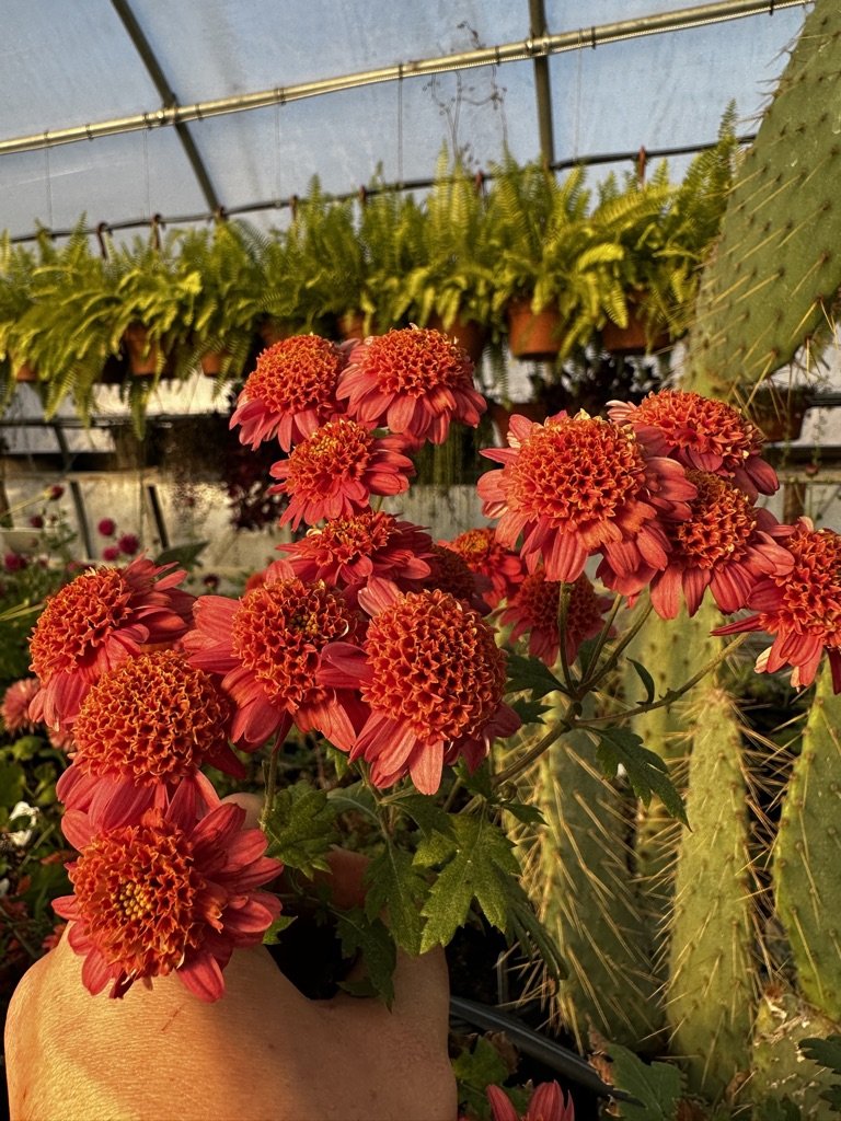 RC- Heirloom Chrysanthemum 'Rose Maiko'