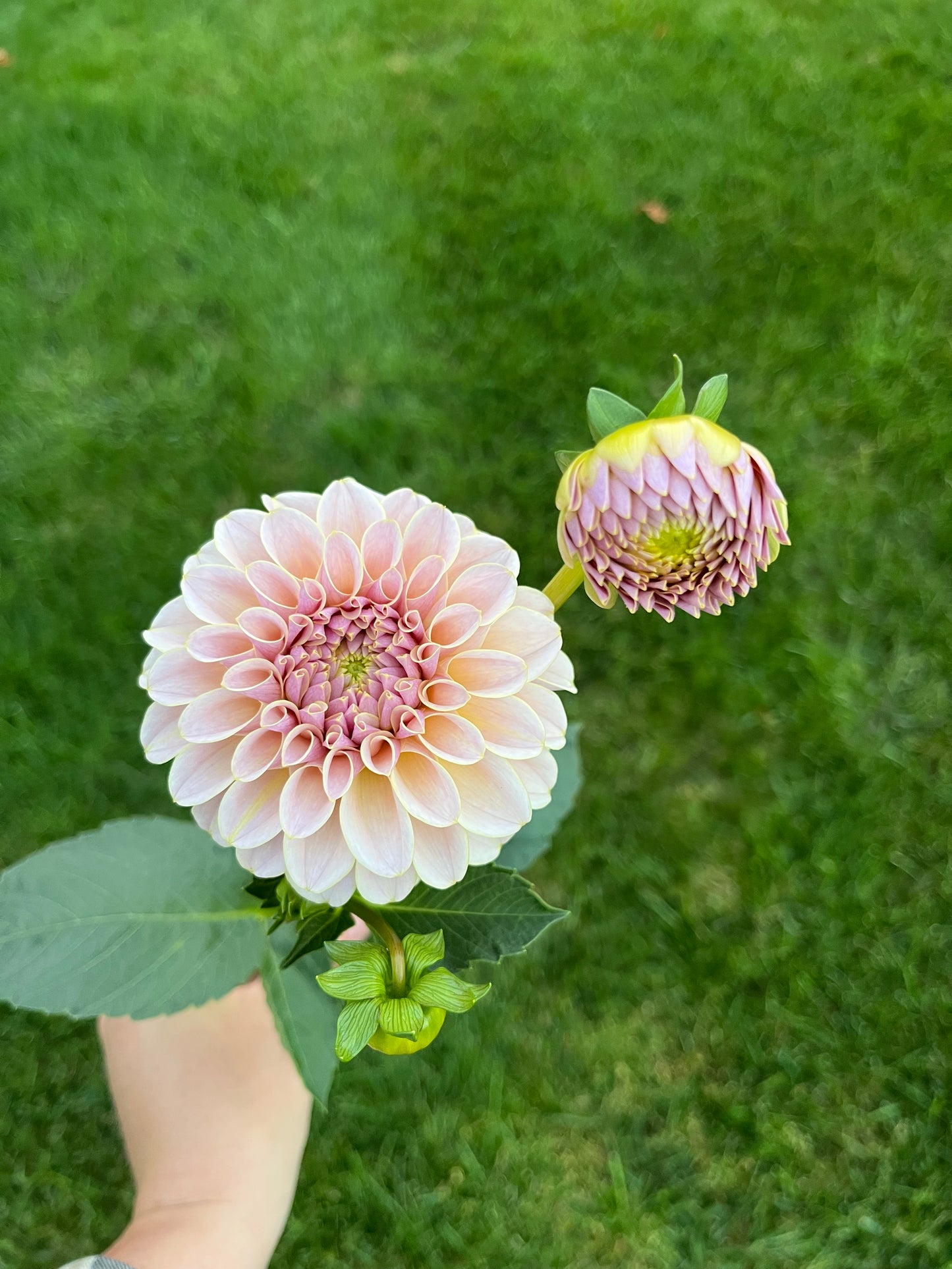 RC- Dahlia 'Cinder Rose' (1 plant)
