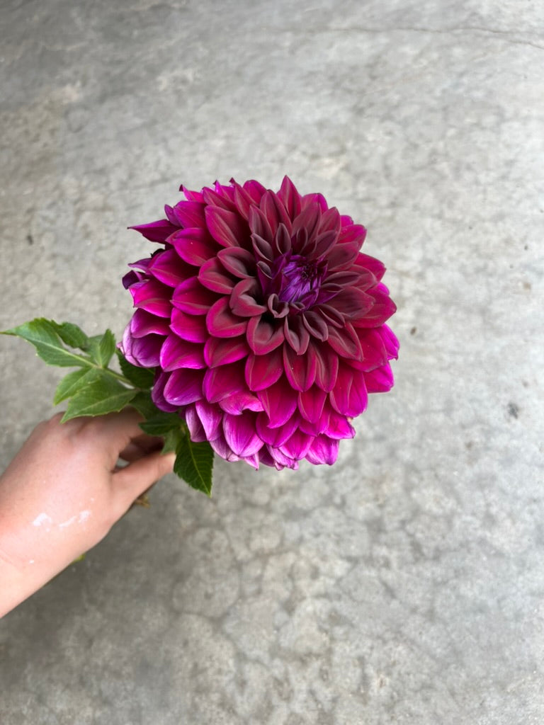 RC- Dahlia 'Diva'  (4 pack)