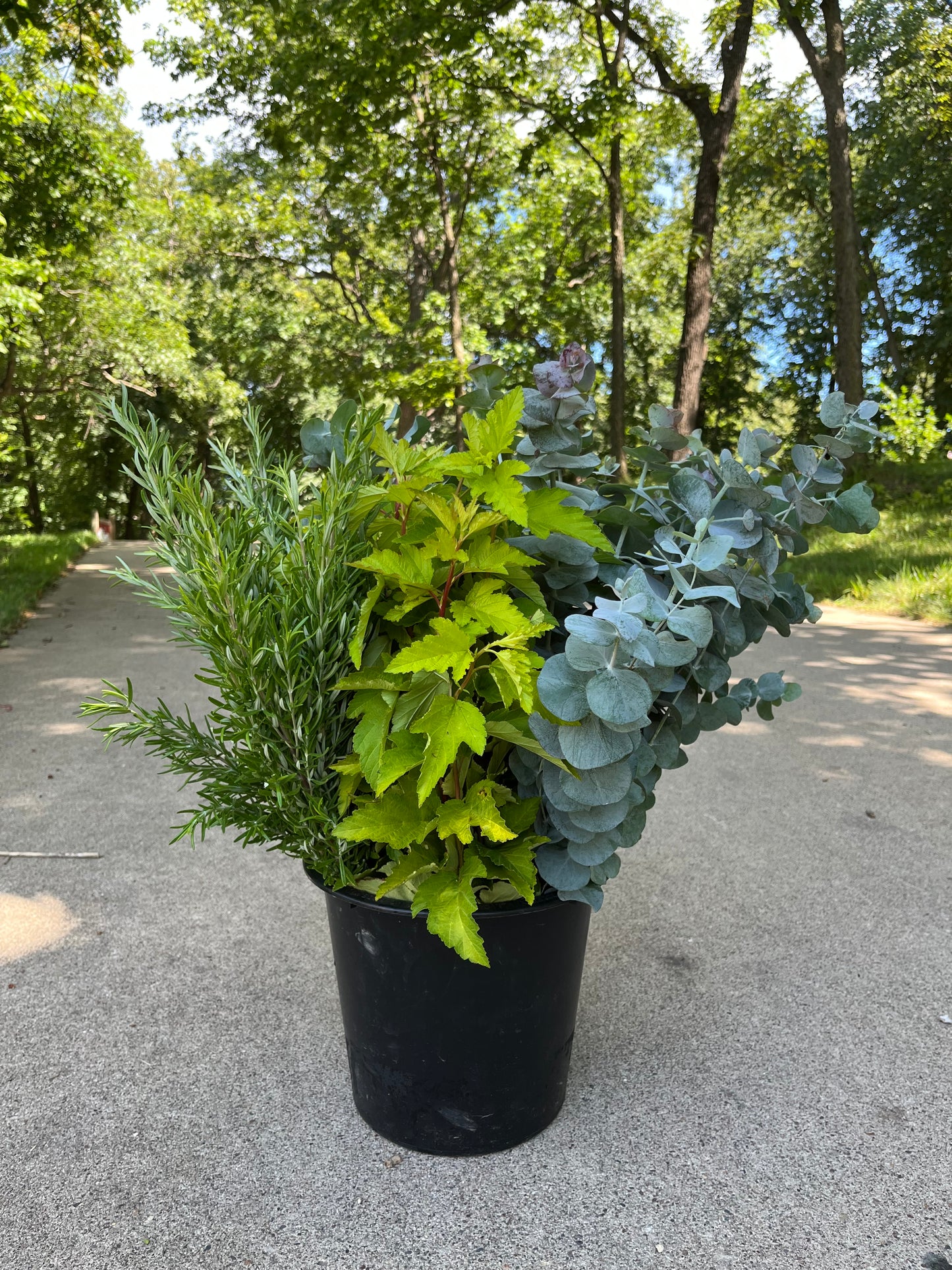 Bulk Flower Bucket - Foliage Only