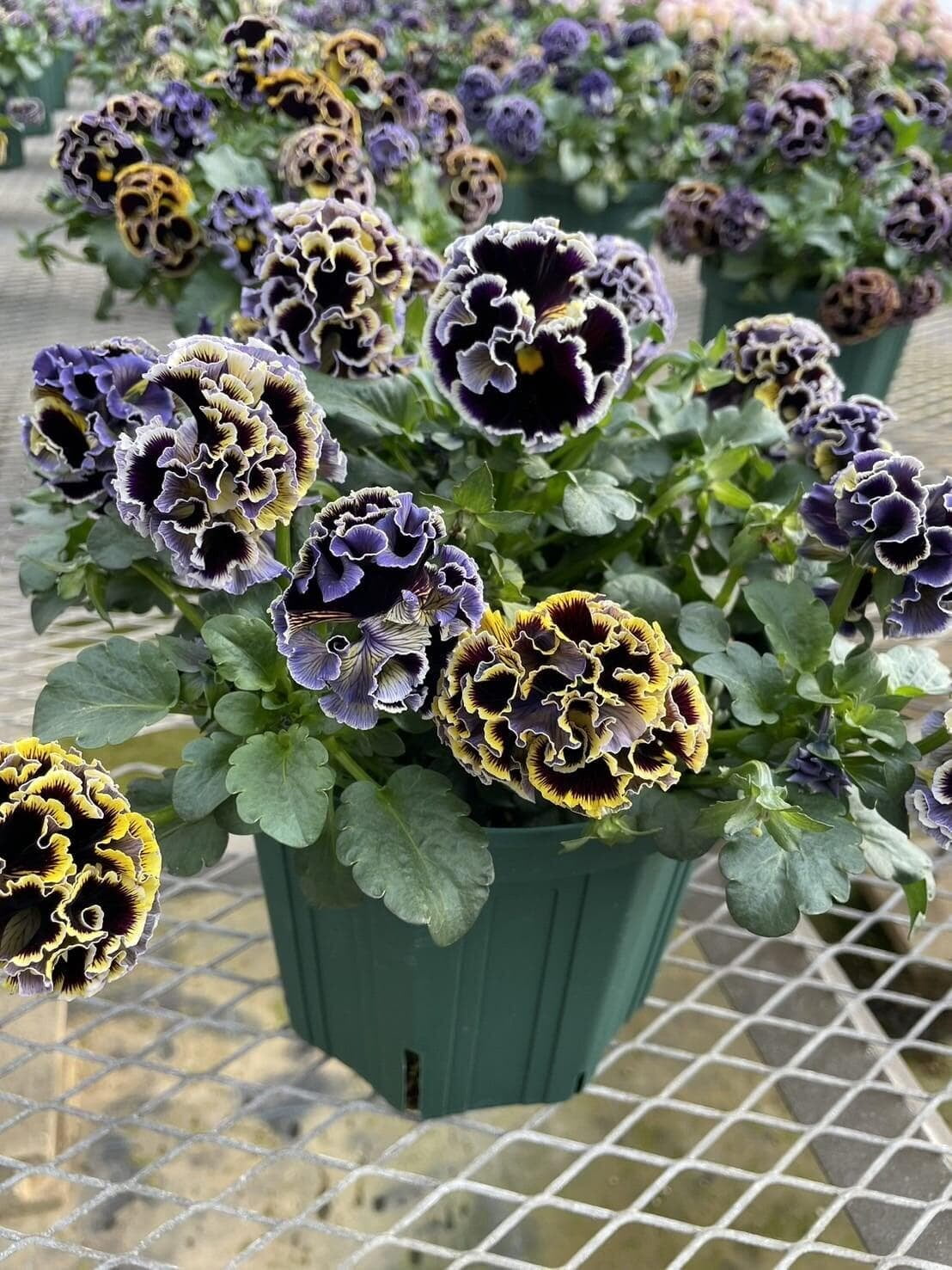 Pansy 'Elegance Dawn to Dusk'