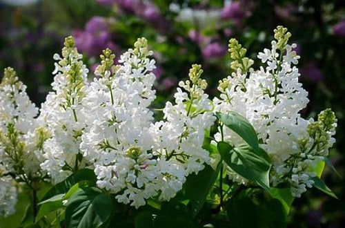 Quart - Syringa vulgaris 'Bridal Memories'