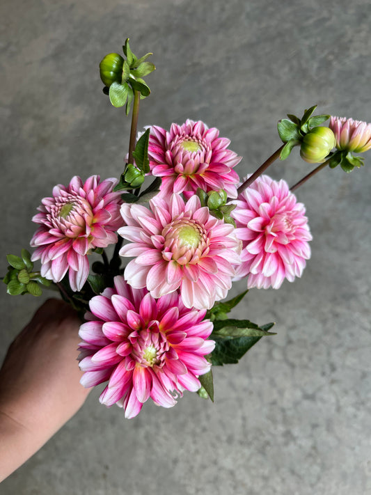 RC- Dahlia 'Strawberry Cream'  (4 pack)