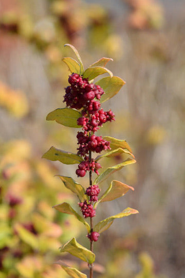 Quart - Symphoricarpos orbiculatus Indian Currant