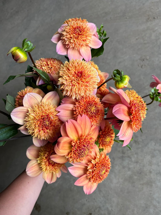 RC- Dahlia 'Sandia Brocade' (4 pack)