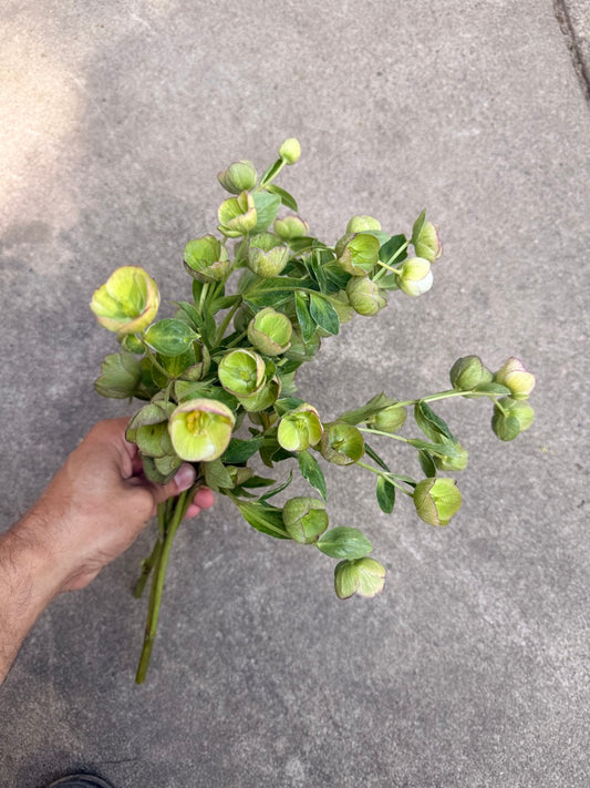 Quart - Helleborus 'Dacaya'