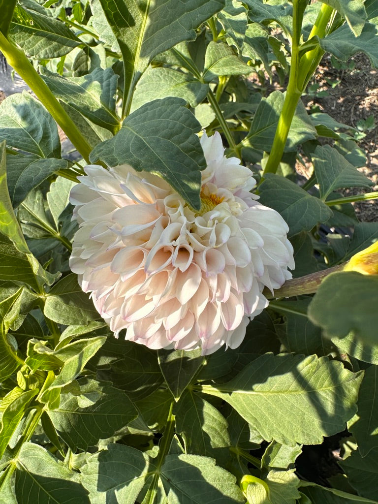 Dahlia Tuber 'Pink Pearl'