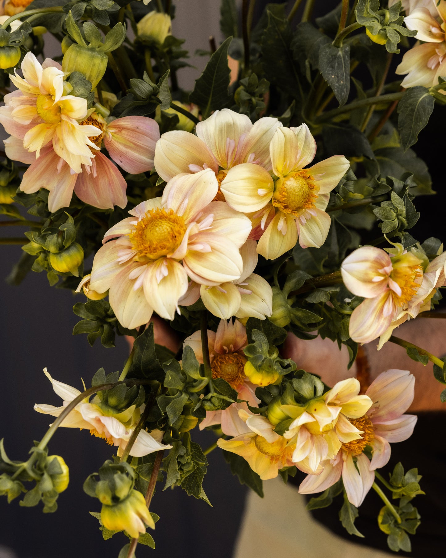 RC- Dahlia 'Appleblossom'