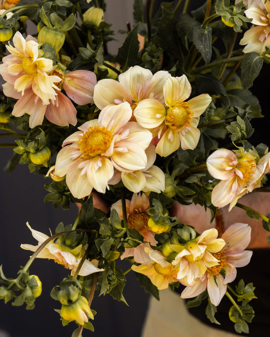 RC- Dahlia 'Appleblossom'