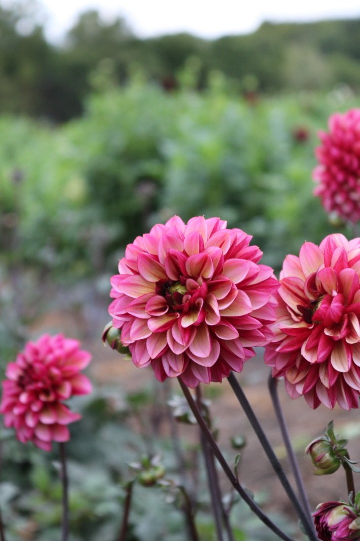 Dahlia Tuber 'Seniors Hope'